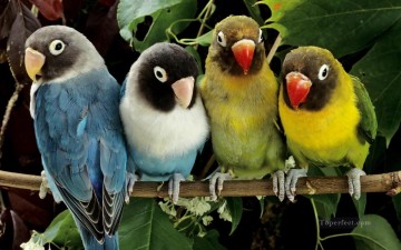Animal Painting - periquitos loros aves